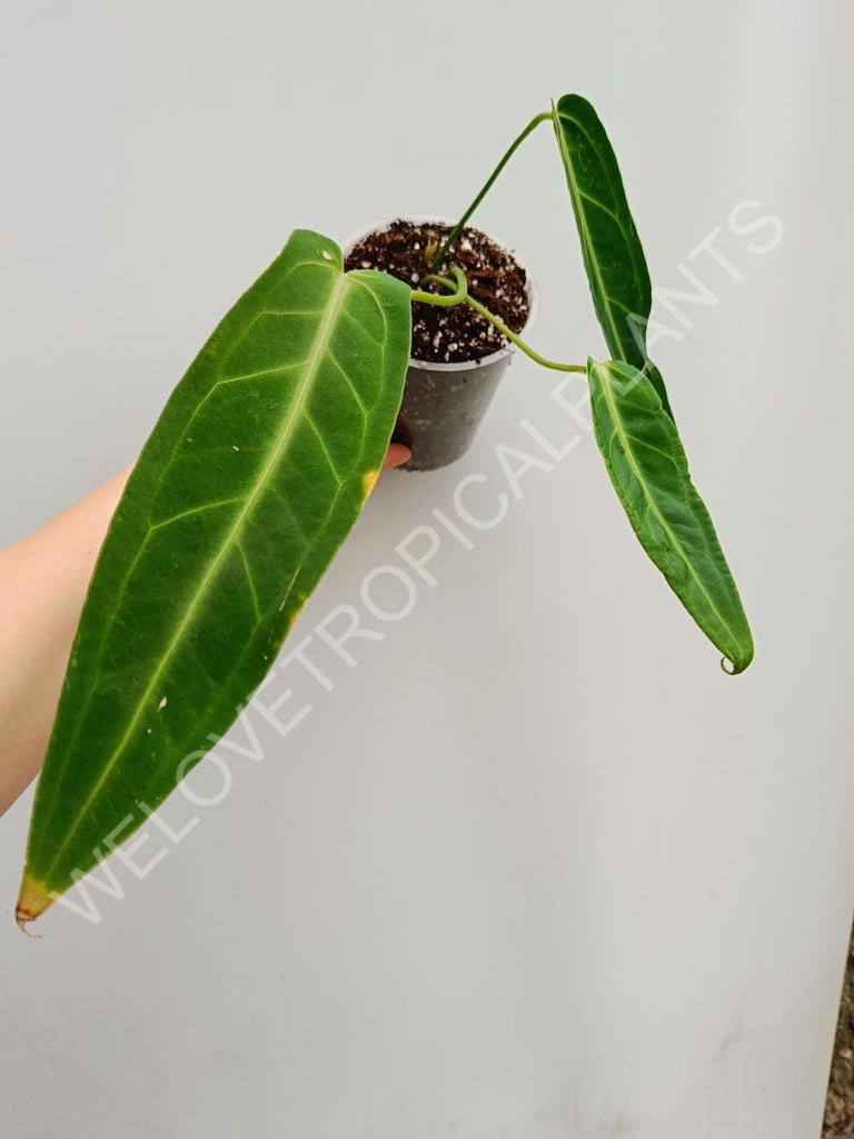 Anthurium warocqueanum