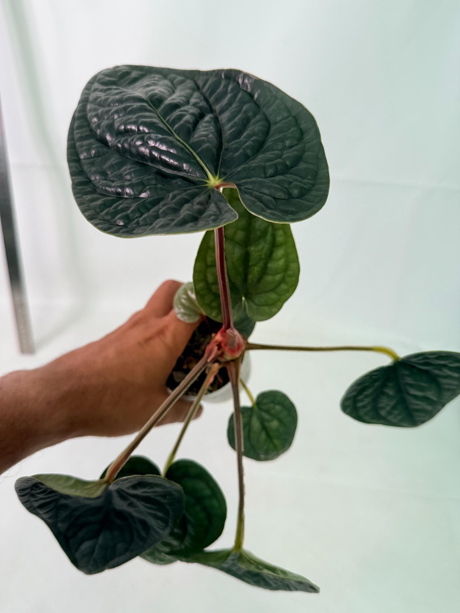 Anthurium Luxurians 8