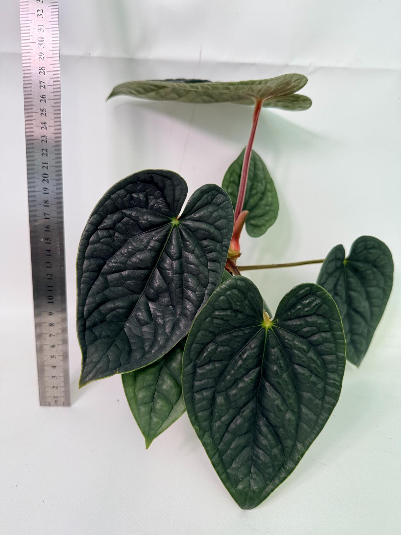 Anthurium Luxurians 1