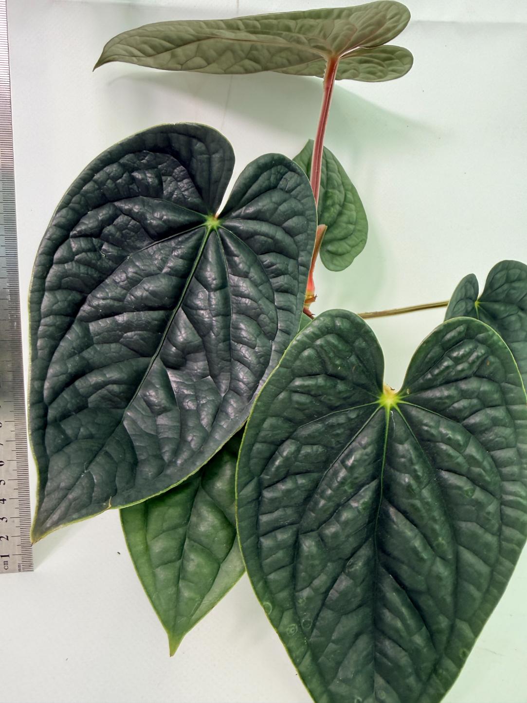 Anthurium Luxurians 7