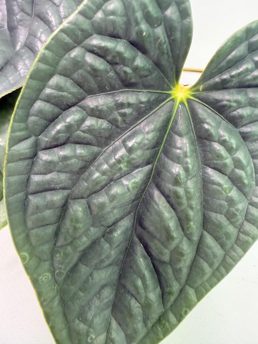 Anthurium Luxurians 2