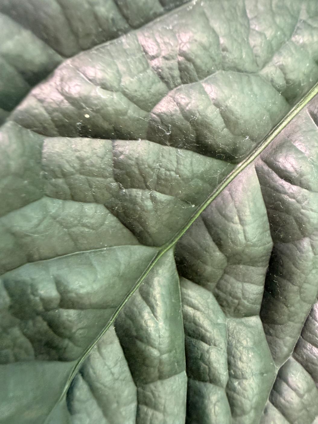 Anthurium Luxurians 4