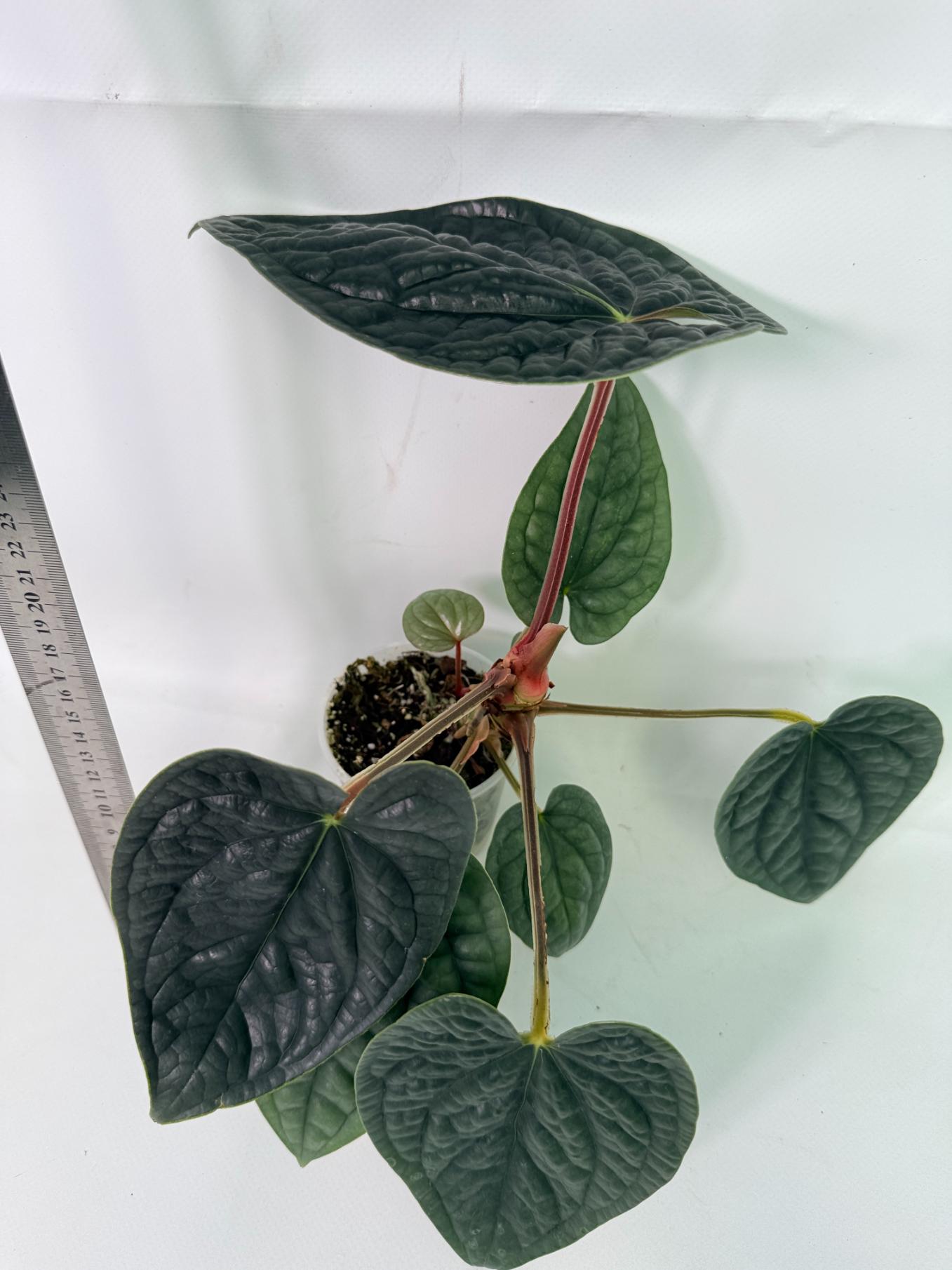 Anthurium Luxurians 3