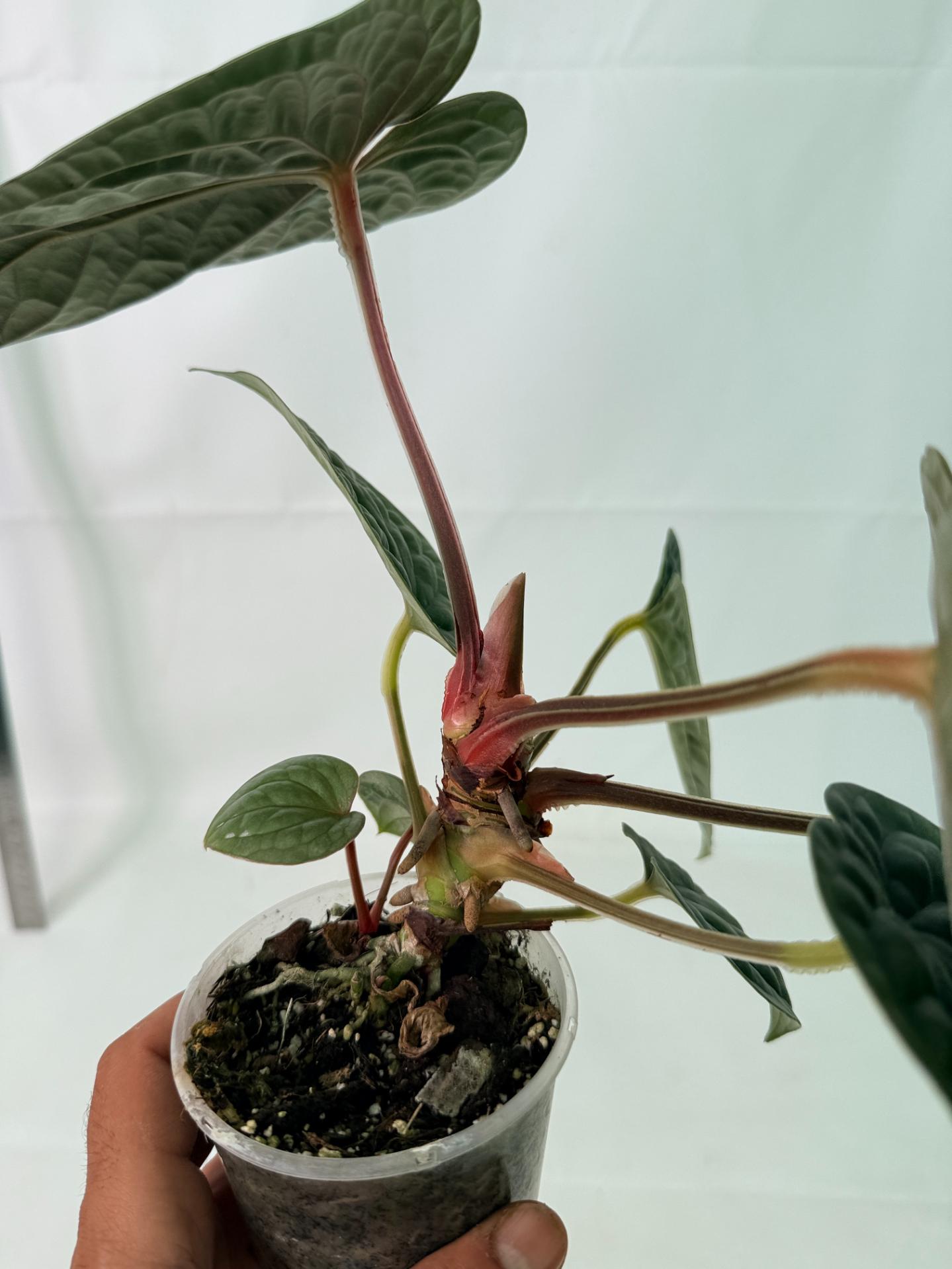Anthurium Luxurians 5
