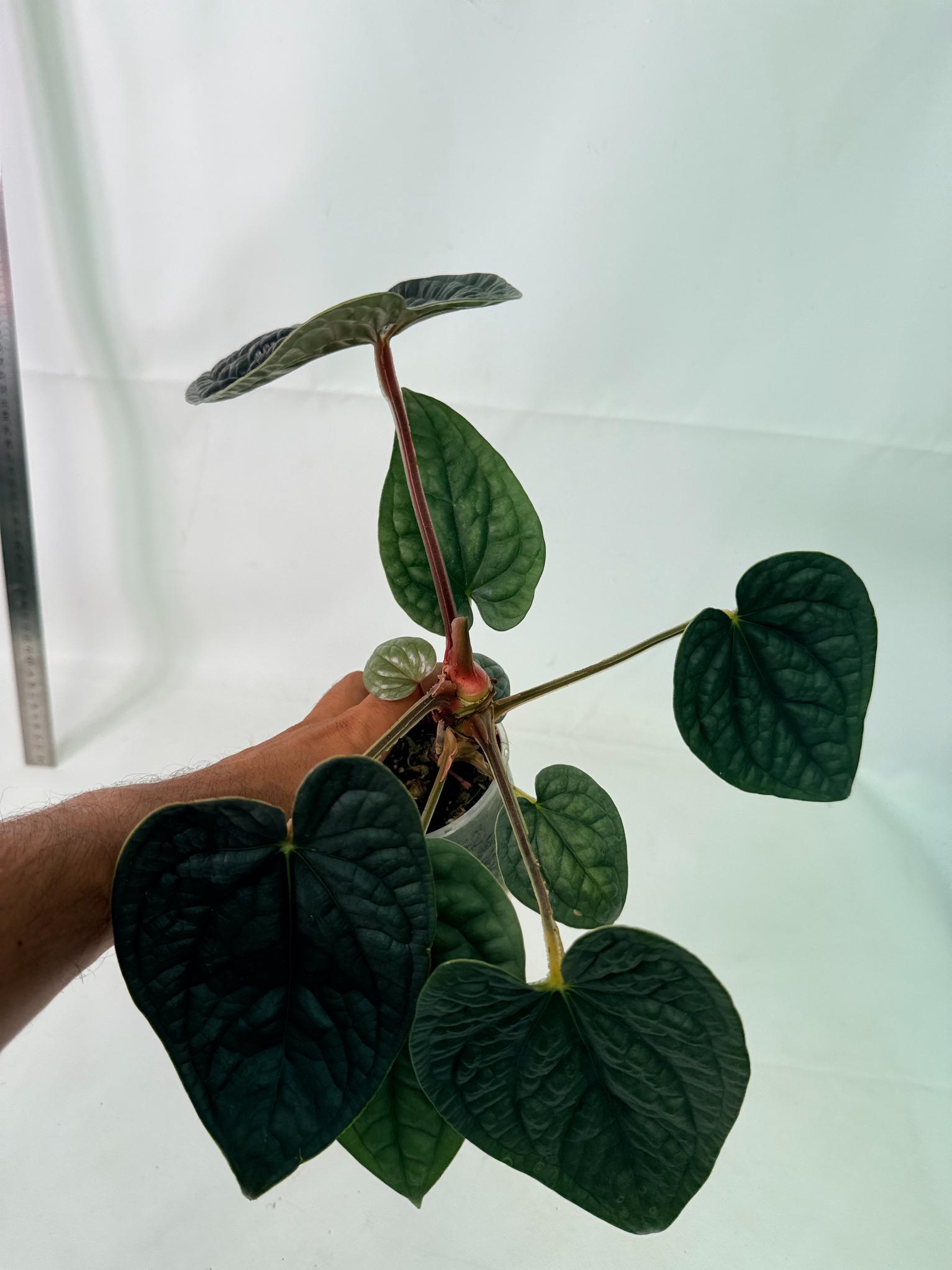 Anthurium Luxurians 6