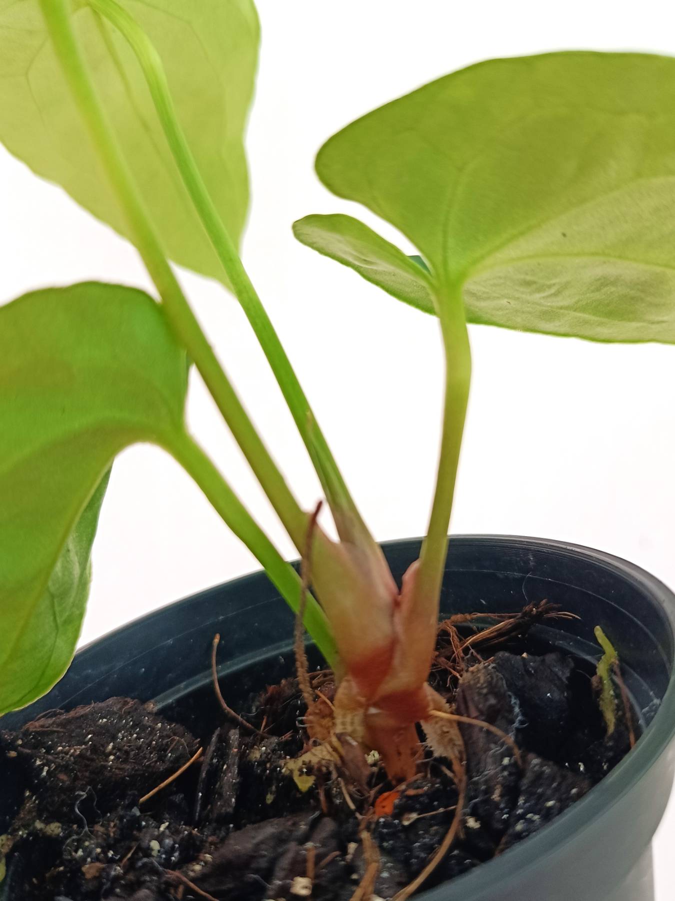 Anthurium Besseae hybrid