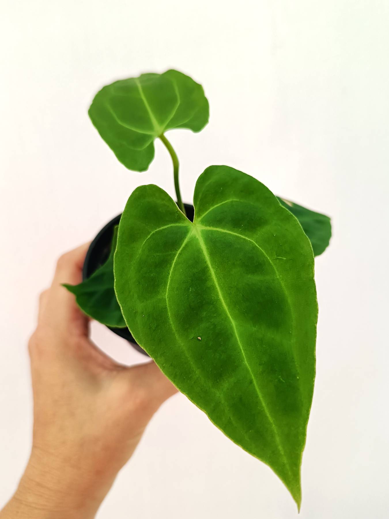 Anthurium Besseae hybrid