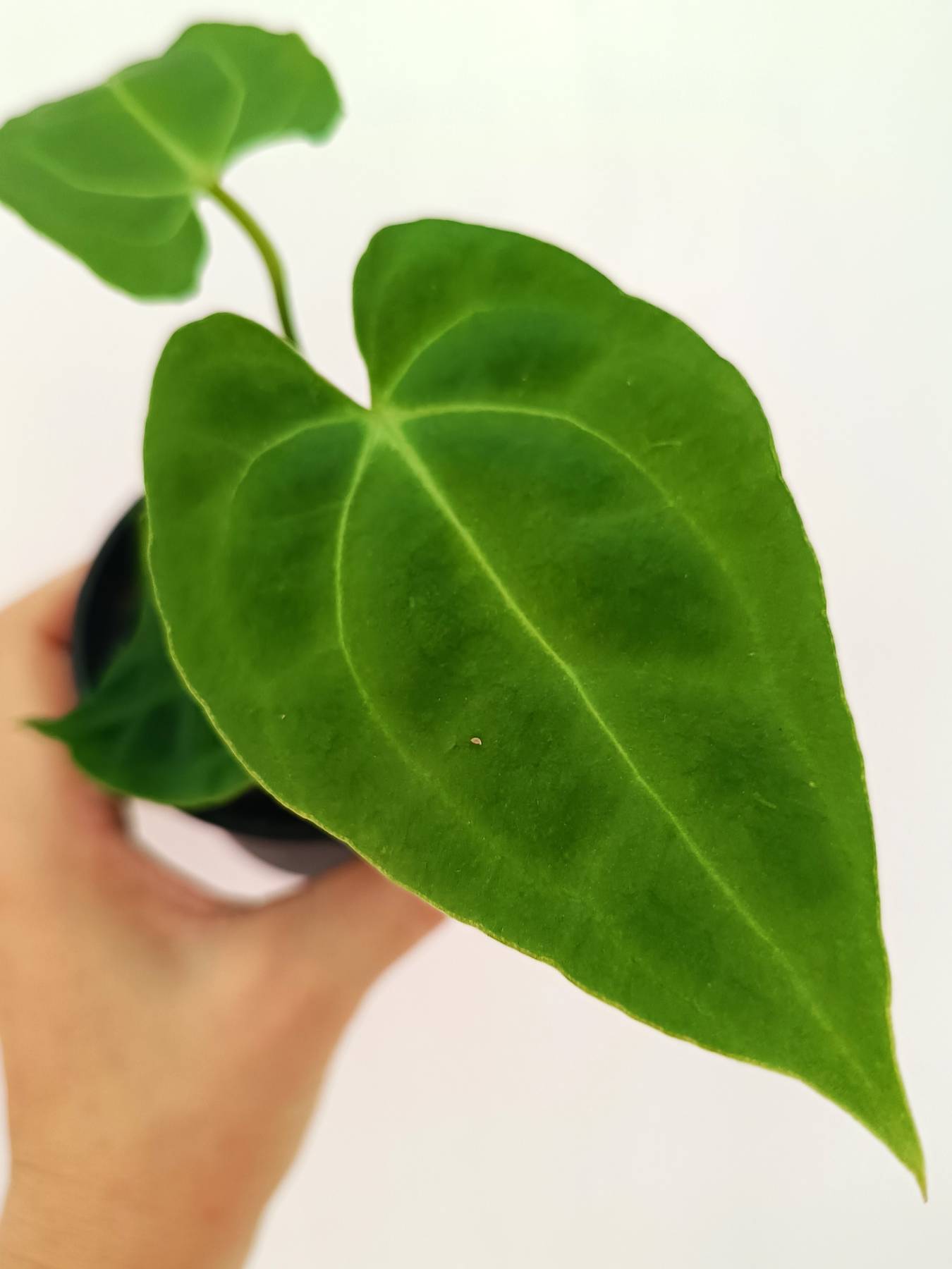 Anthurium Besseae hybrid