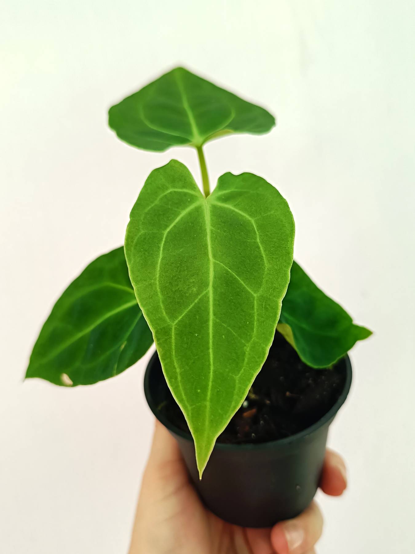 Anthurium Besseae hybrid | Welovetropicalplants