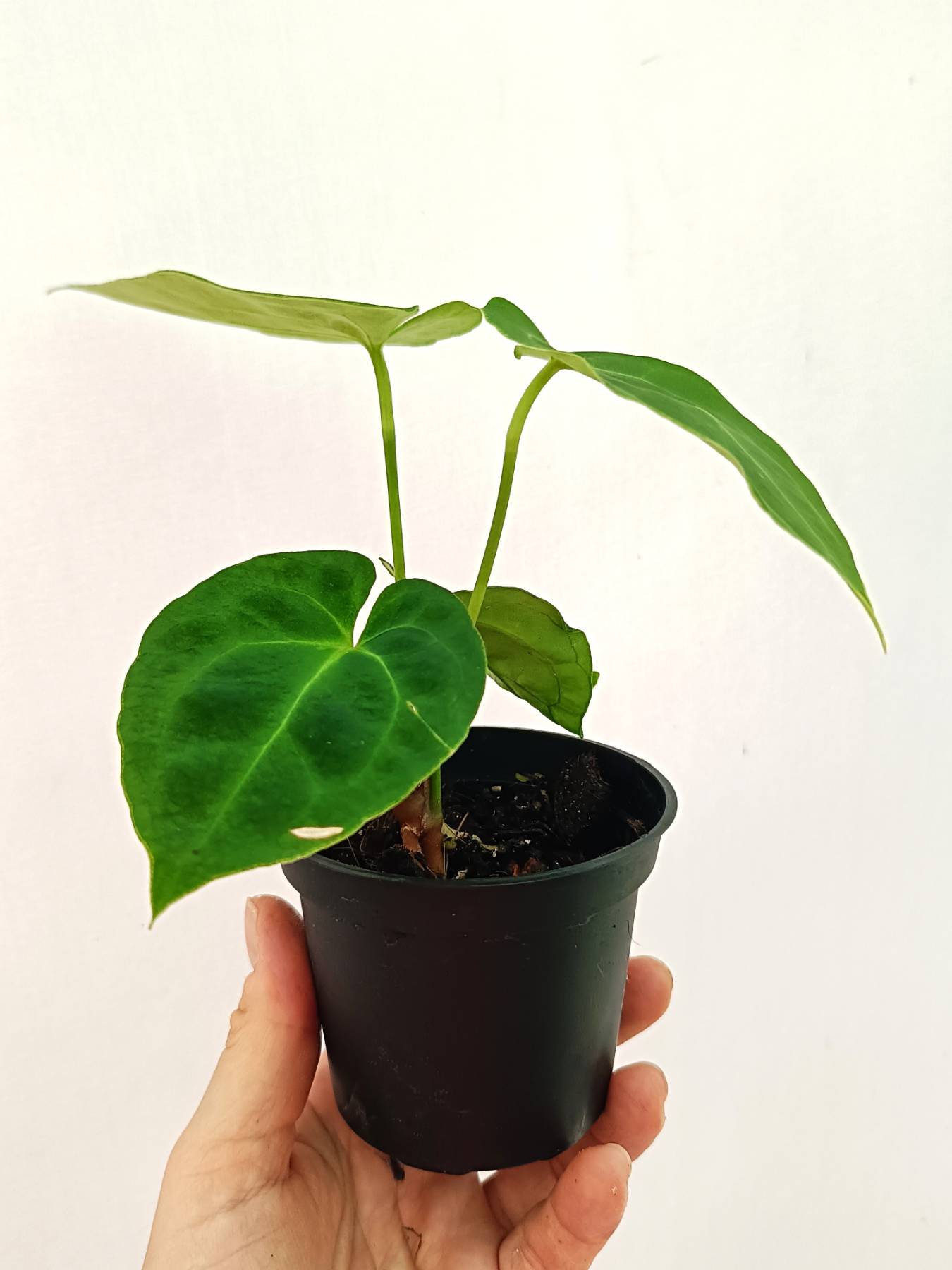 Anthurium Besseae hybrid