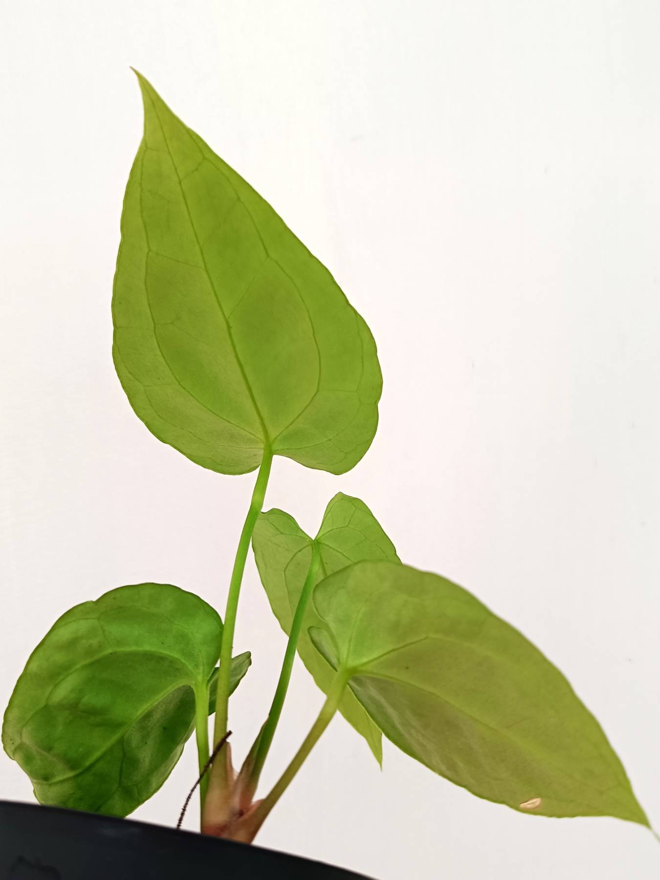 Anthurium Besseae hybrid
