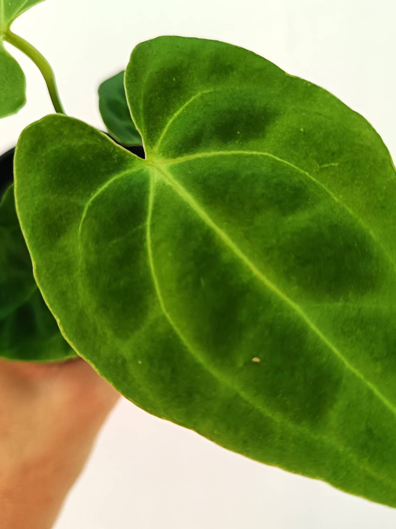 Anthurium Besseae hybrid