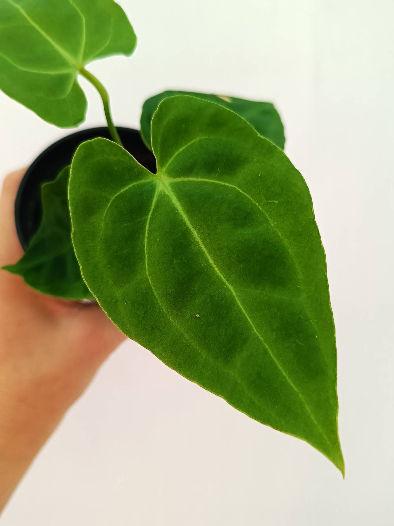 Anthurium Besseae hybrid