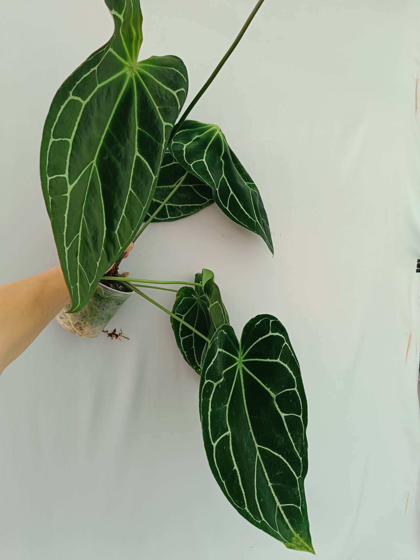 anthurium south africa Anthurium Crystallinum South America
