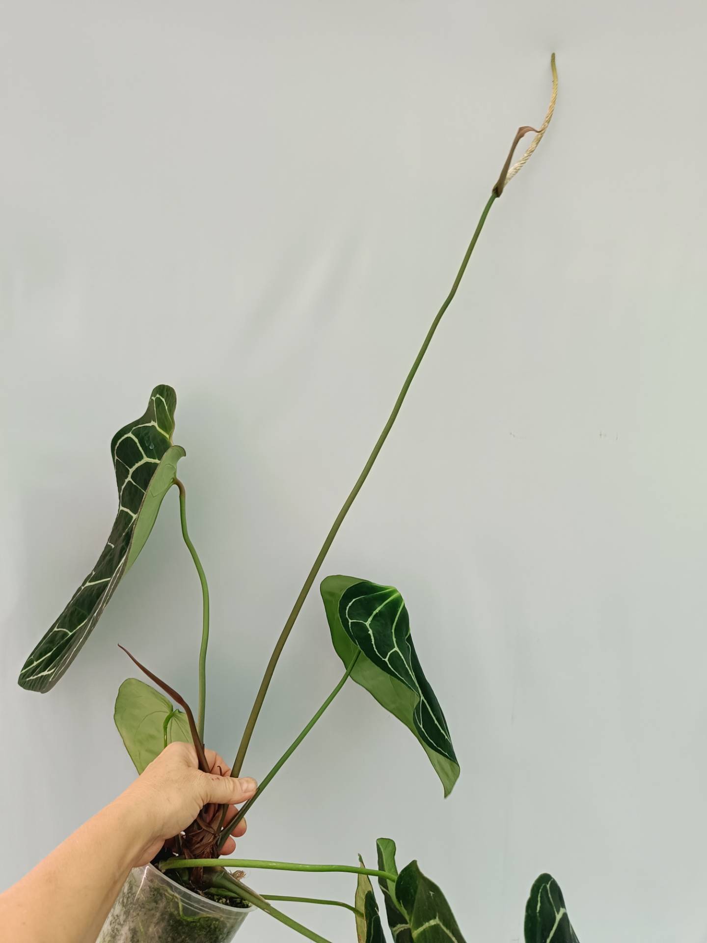 その他観葉植物 Anthurium. Crystallinum South America Anthurium Crystallinum South America | Welovetropicalplants