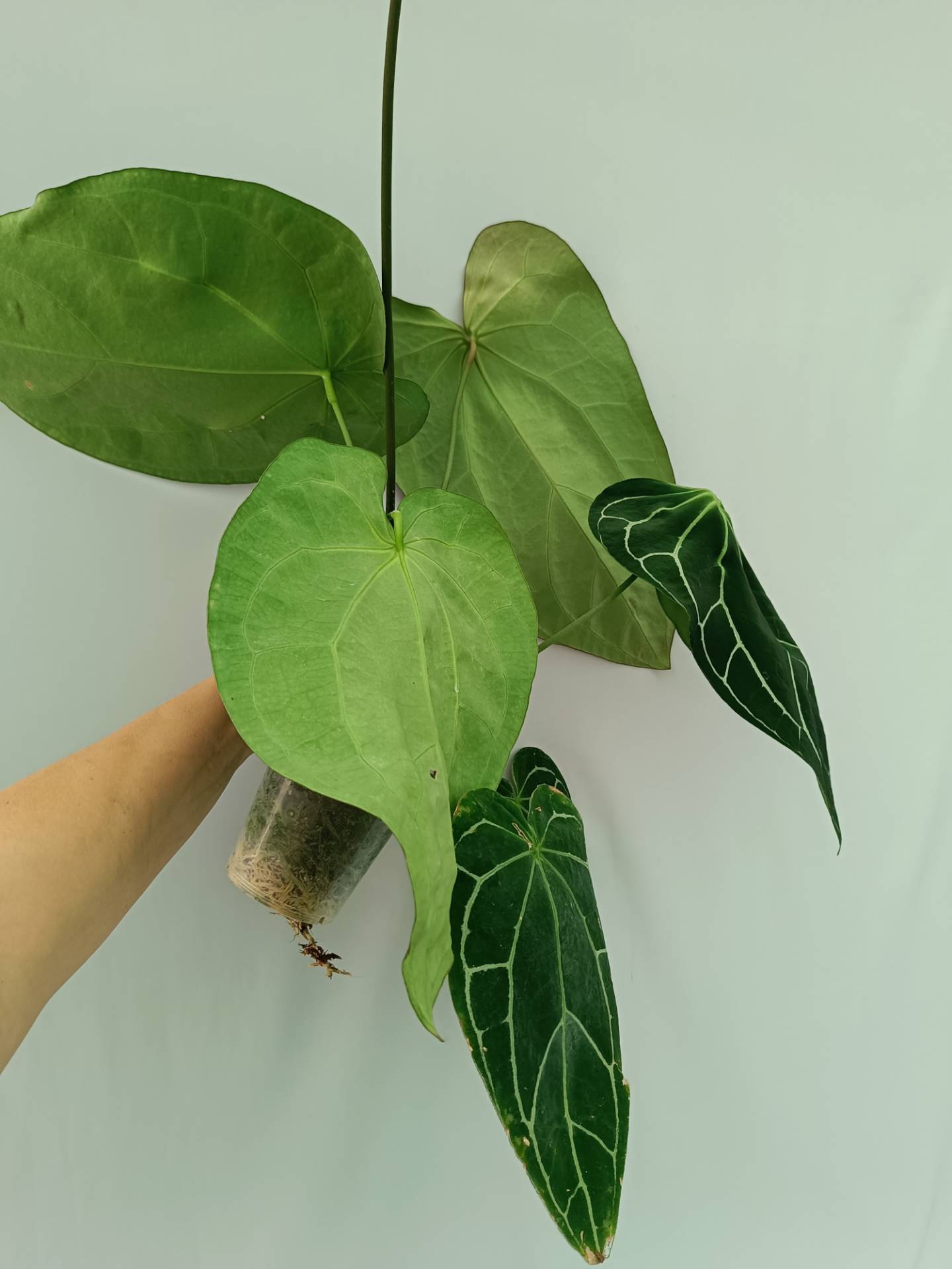 Anthurium Crystallinum South Africa