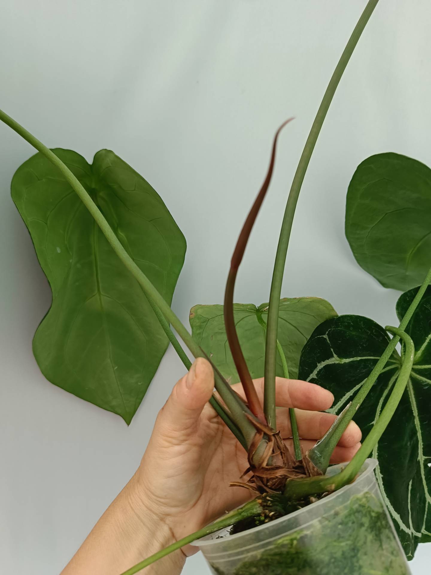 その他観葉植物 Anthurium. Crystallinum South America Anthurium Crystallinum South America | Welovetropicalplants