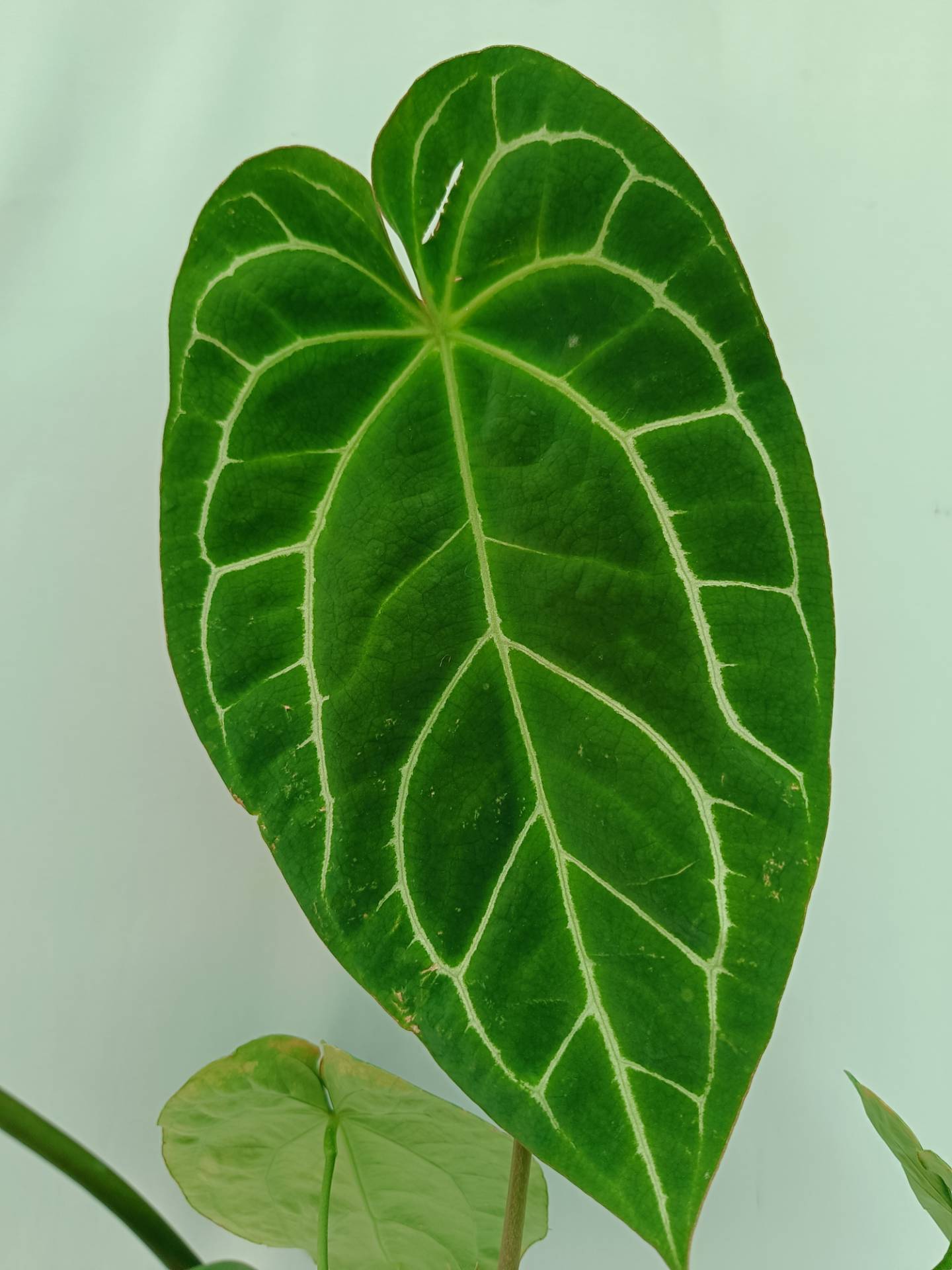 Anthurium Crystallinum 