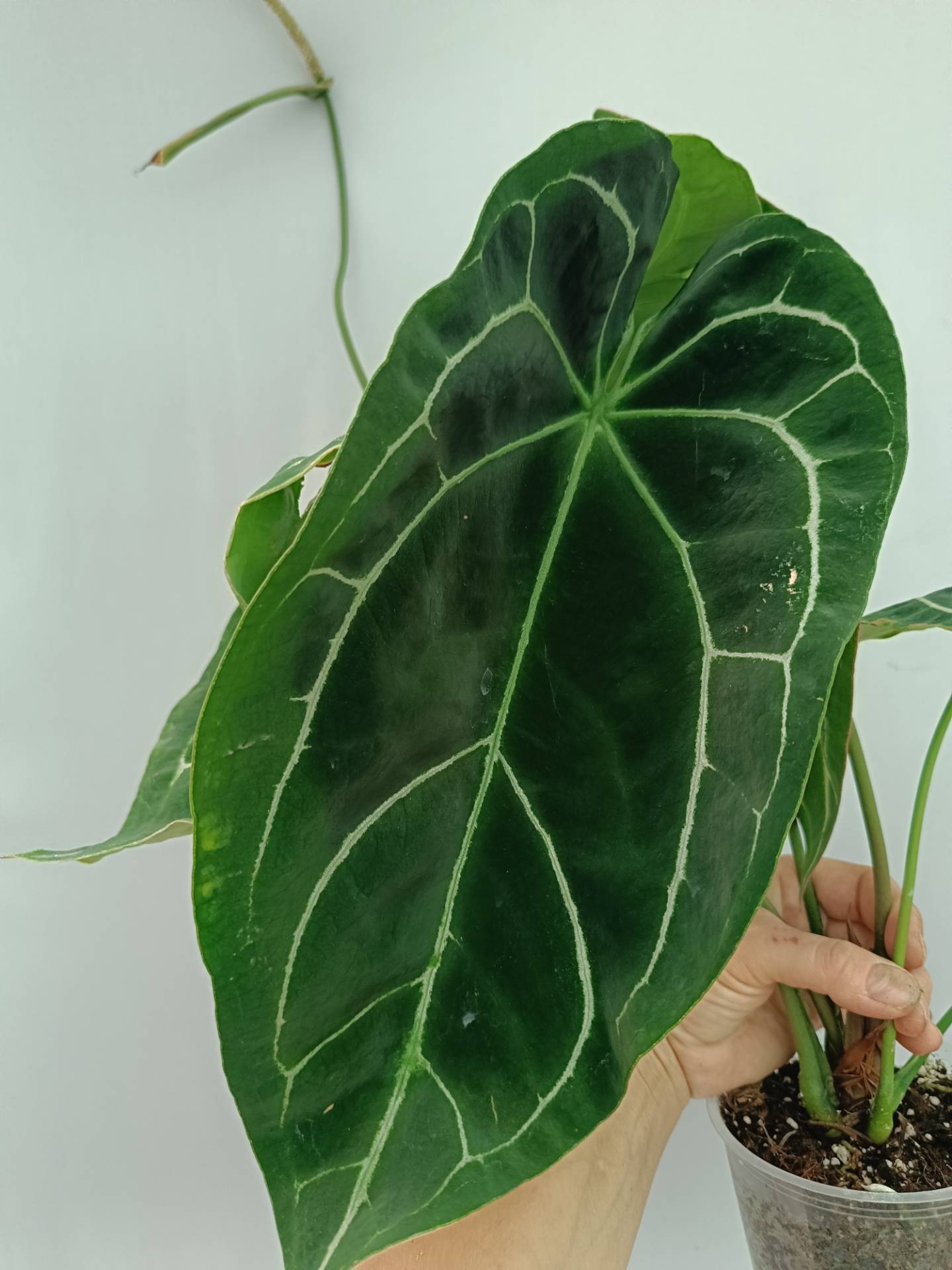 Anthurium Crystallinum South Africa