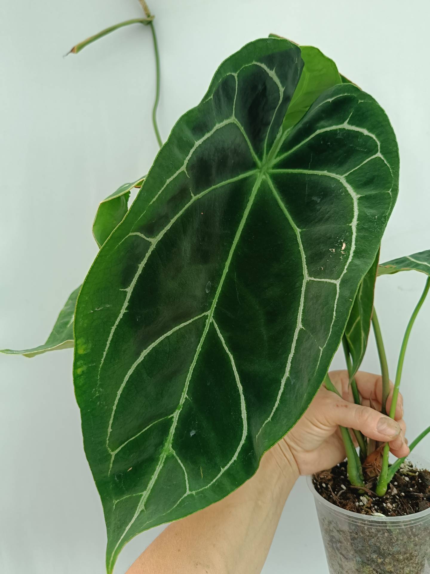 Anthurium Crystallinum South Africa