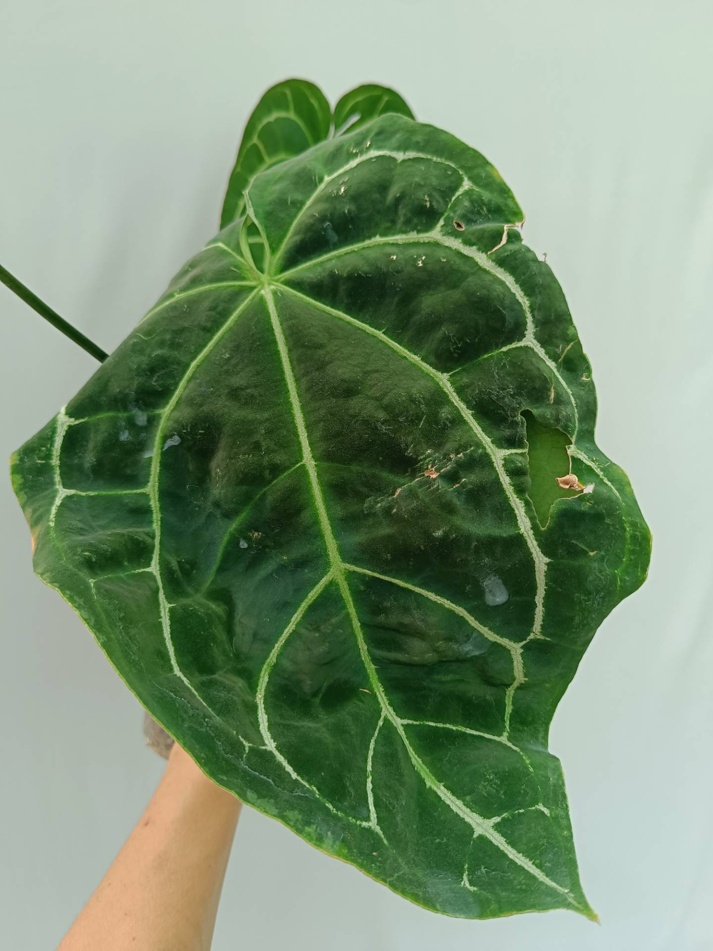 Anthurium Crystallinum South Africa