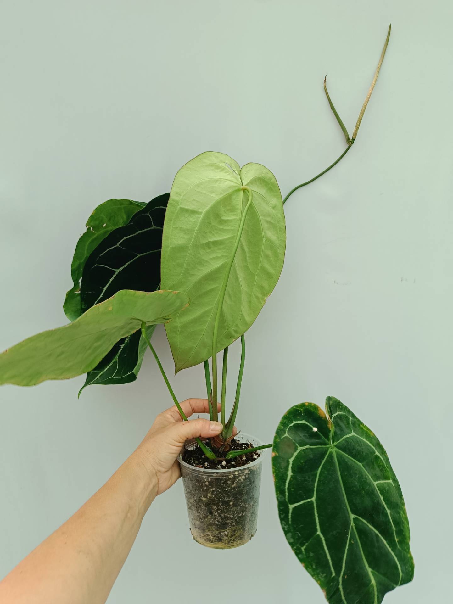anthurium south africa Anthurium Crystallinum South America