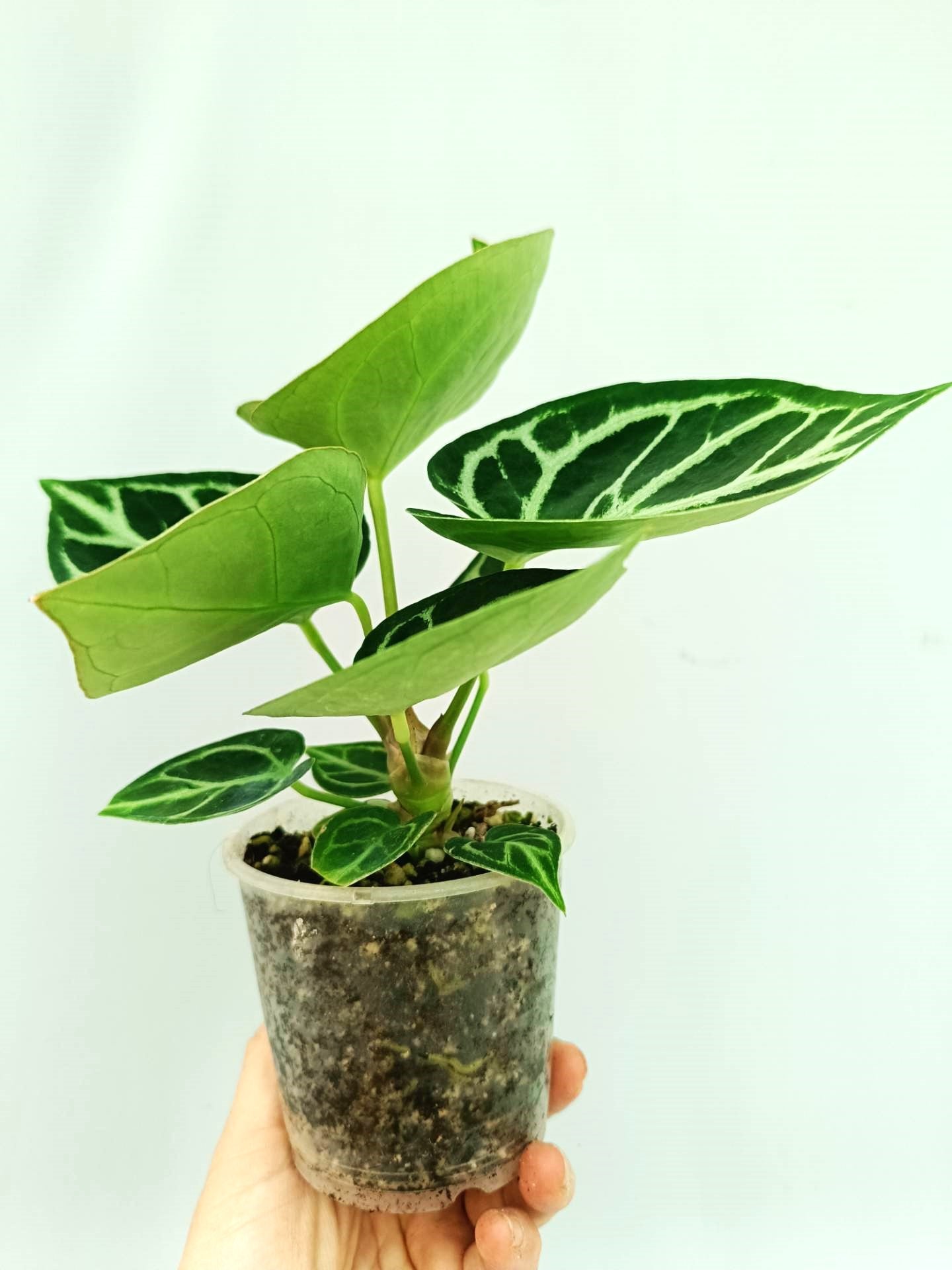 anthurium thai hybrid variegata Anthurium Dorayaki