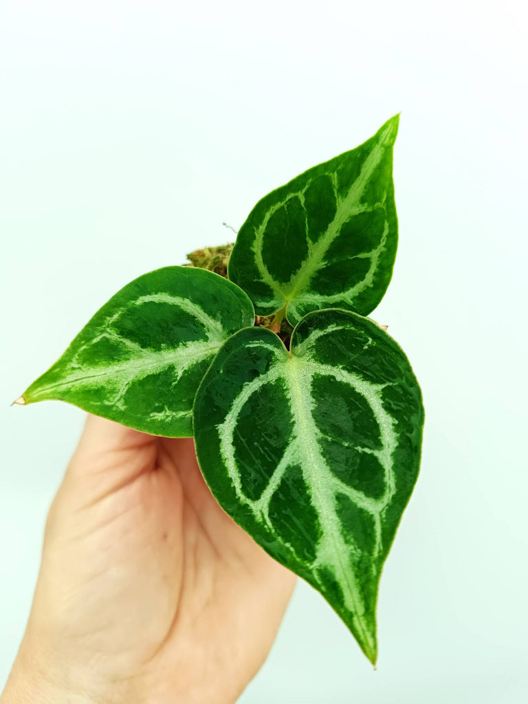 Anthurium dorayaki 