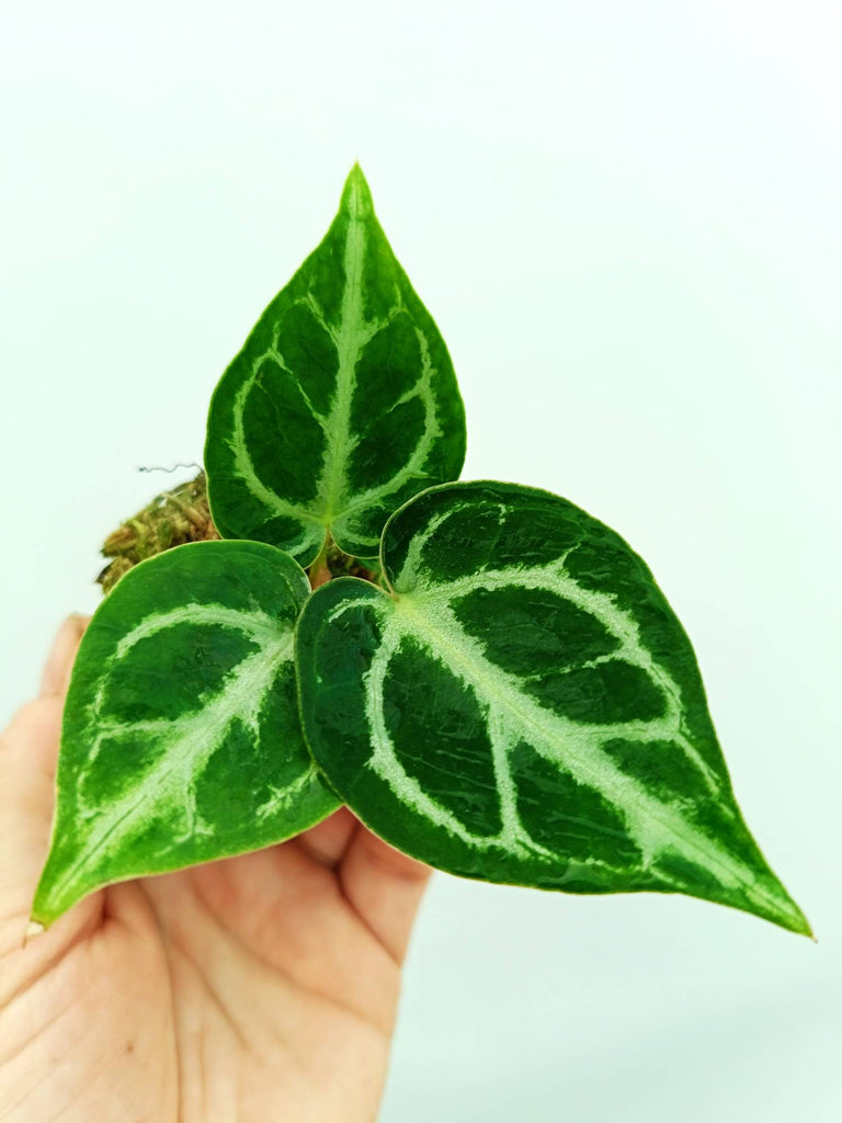 Anthurium dorayaki 
