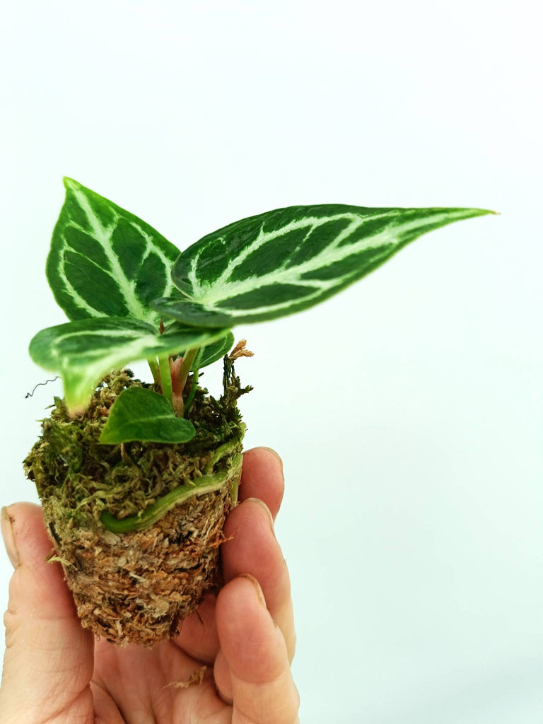 Anthurium dorayaki 