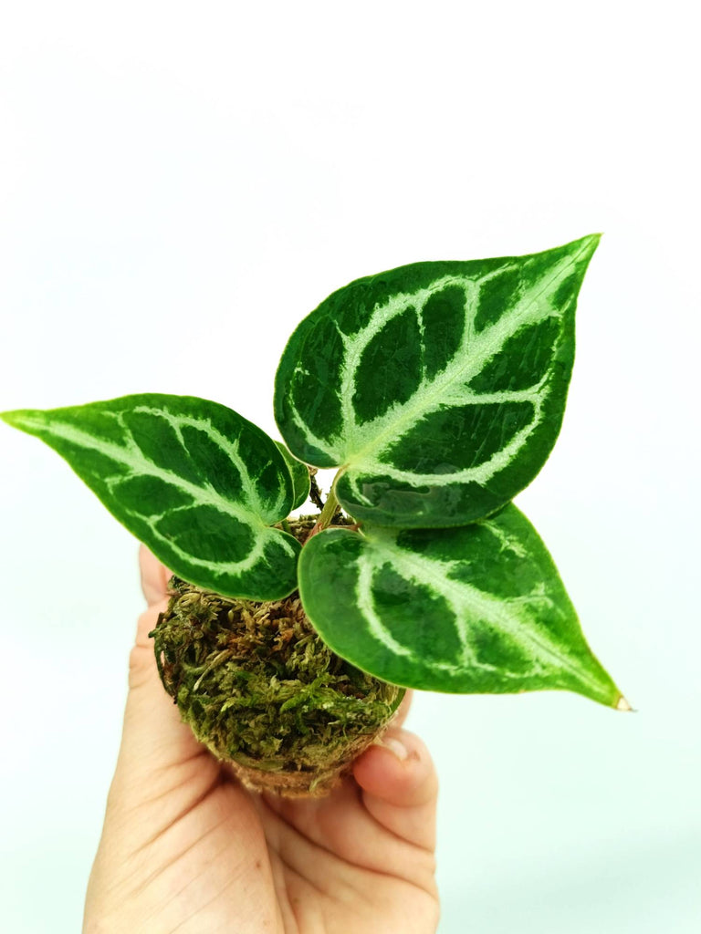 Anthurium dorayaki 