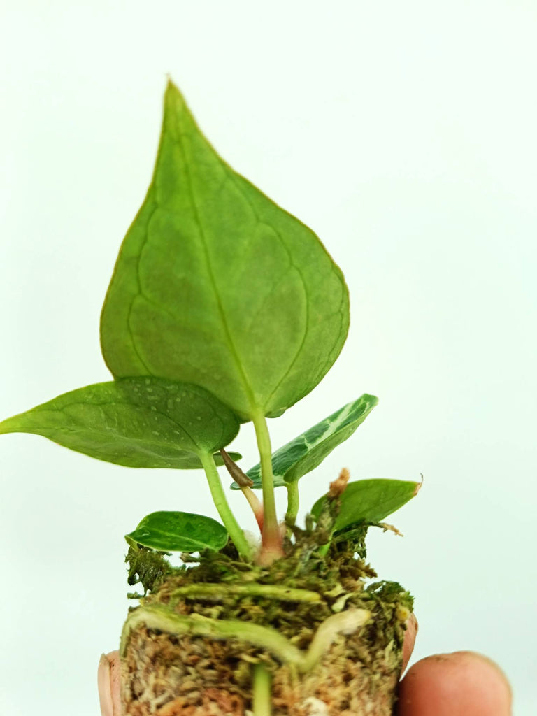 Anthurium dorayaki 