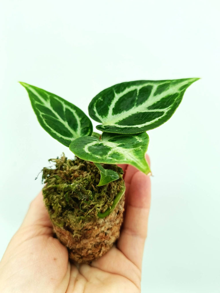 Anthurium dorayaki 
