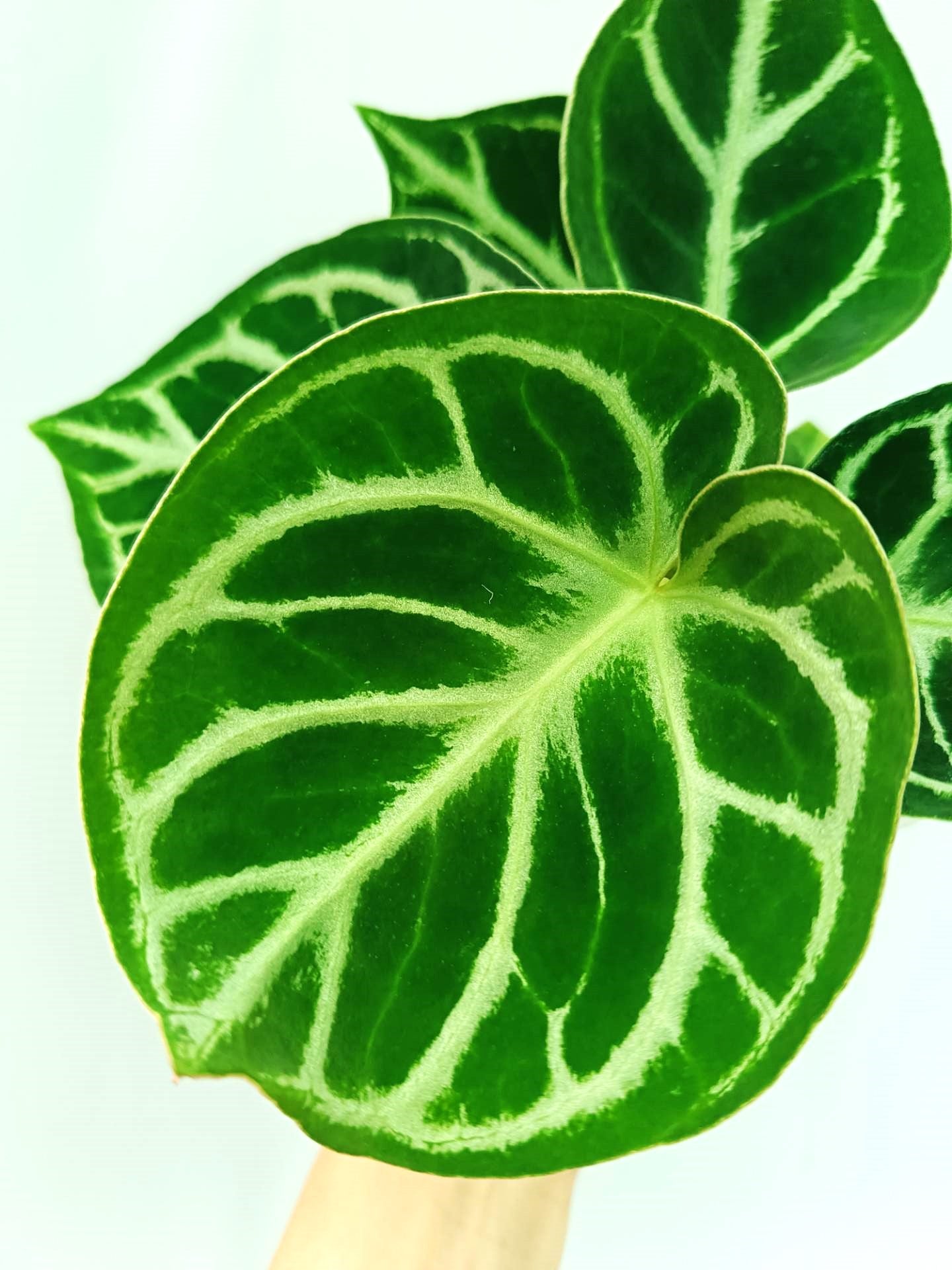 Anthurium Dorayaki | Welovetropicalplants