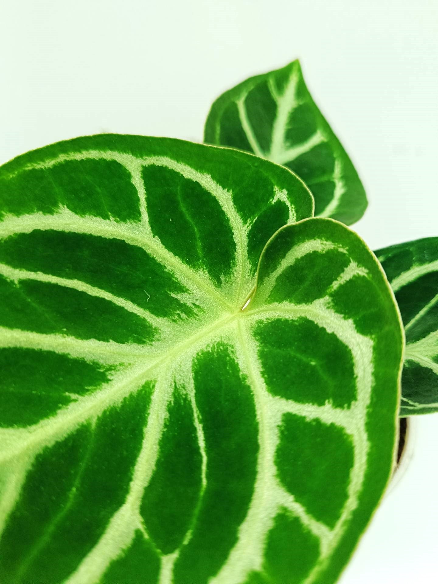 Anthurium Dorayaki | Welovetropicalplants