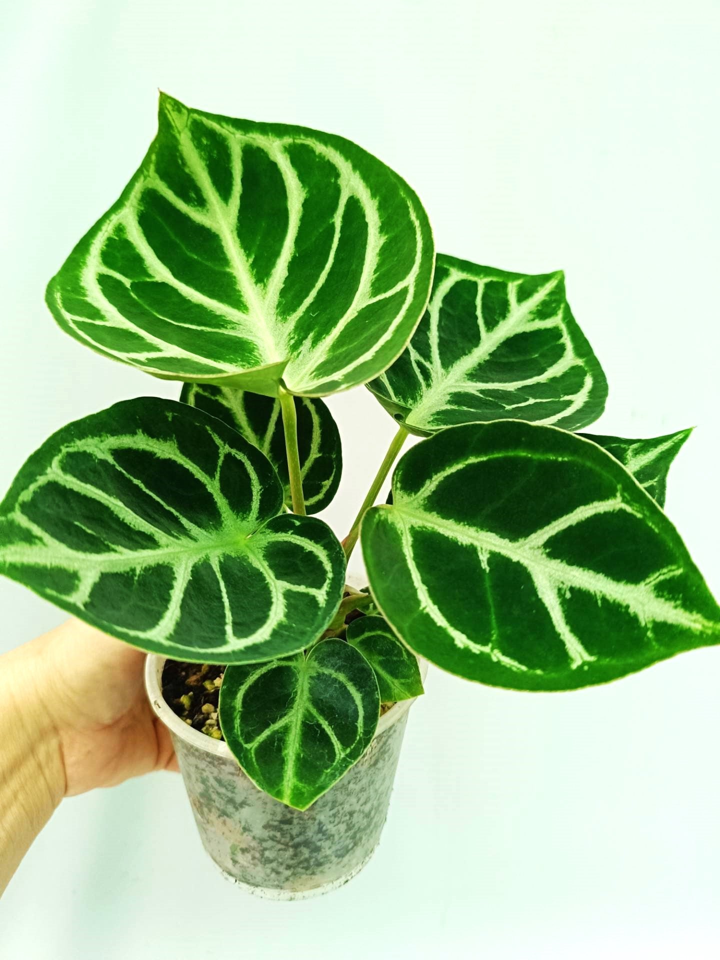 anthurium dorayaki Anthurium Dorayaki
