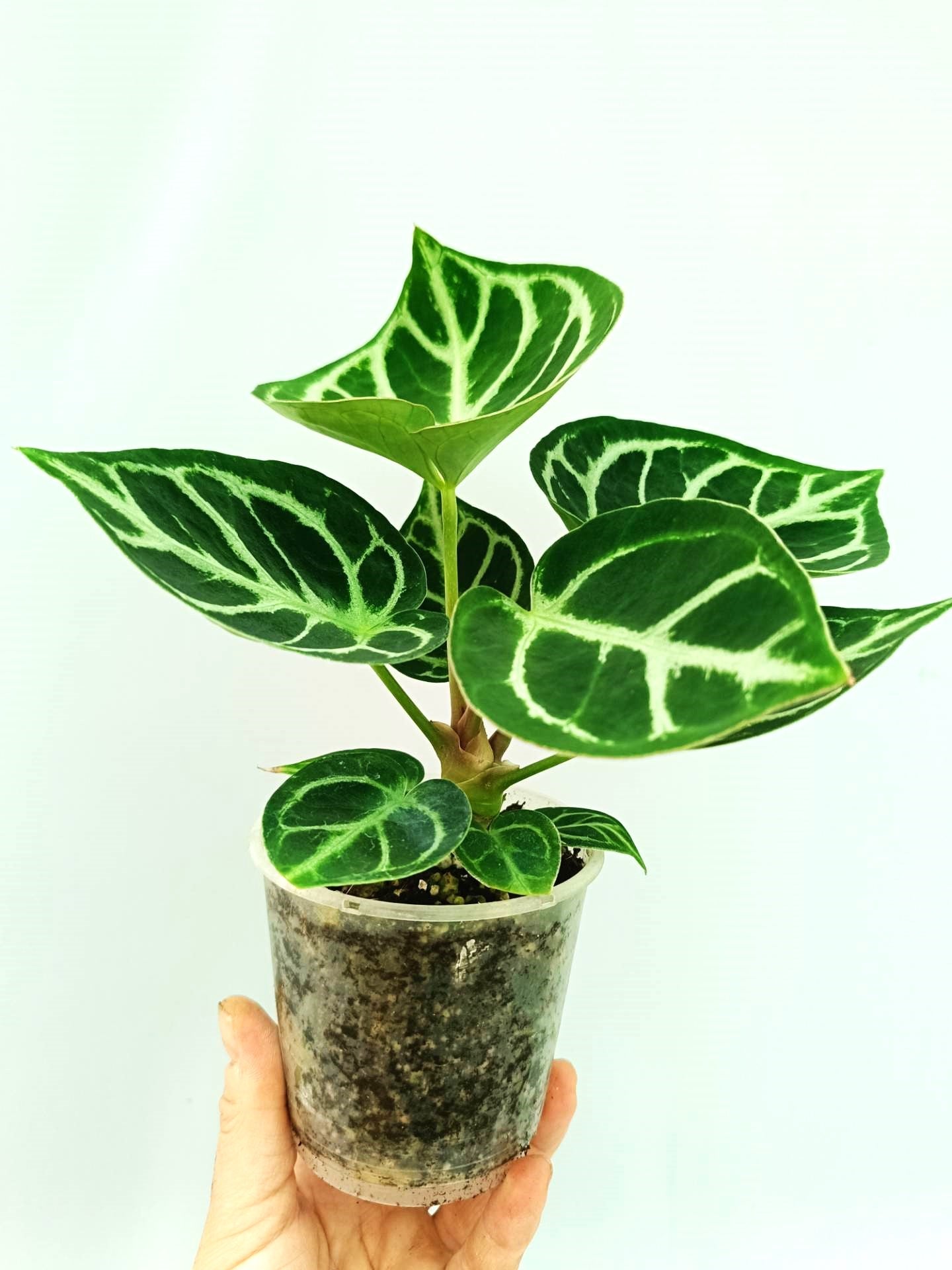 anthurium dorayaki for sale Anthurium Dorayaki