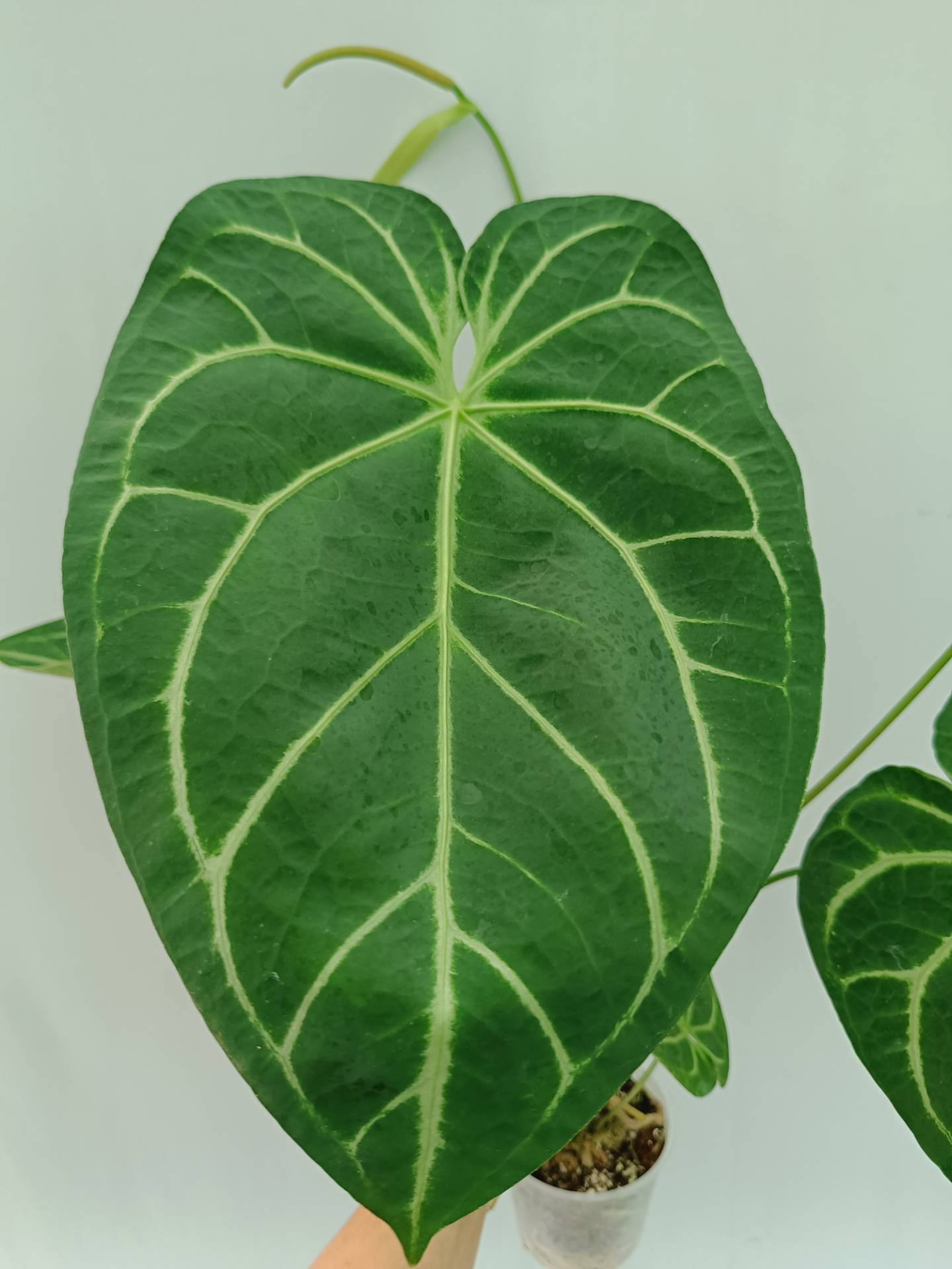 anthurium forgetii x magnificum Anthurium Forgetii x Regale