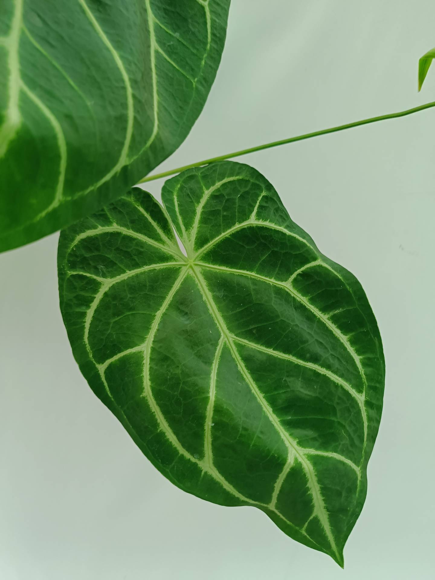 Anthurium Forgetii x Regale