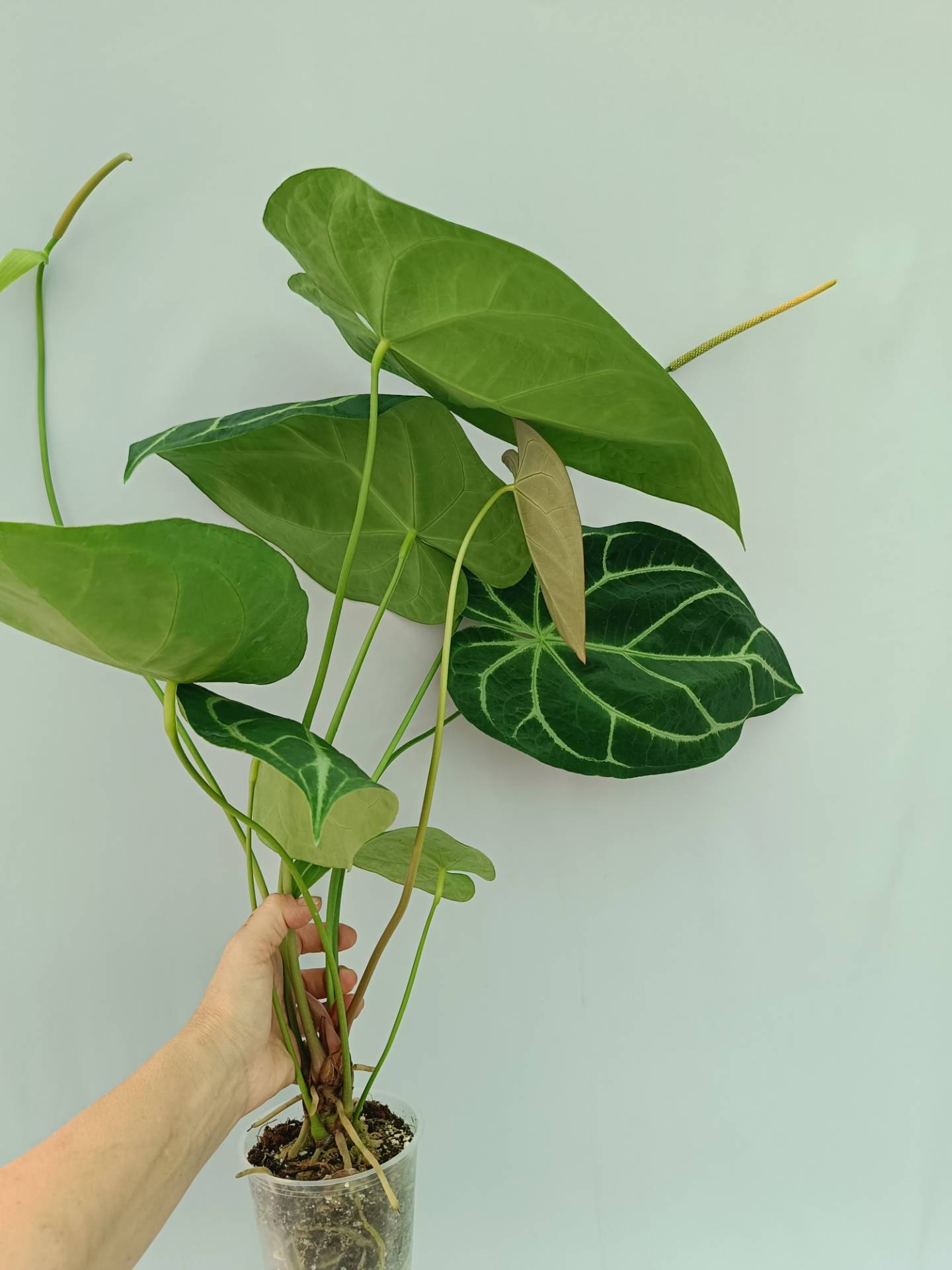 anthurium clarinervium x forgetii Anthurium Forgetii x Regale