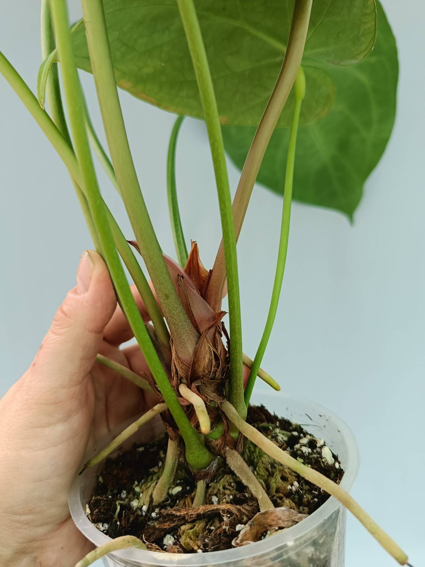 anthurium regale new leaf Anthurium Forgetii x Regale