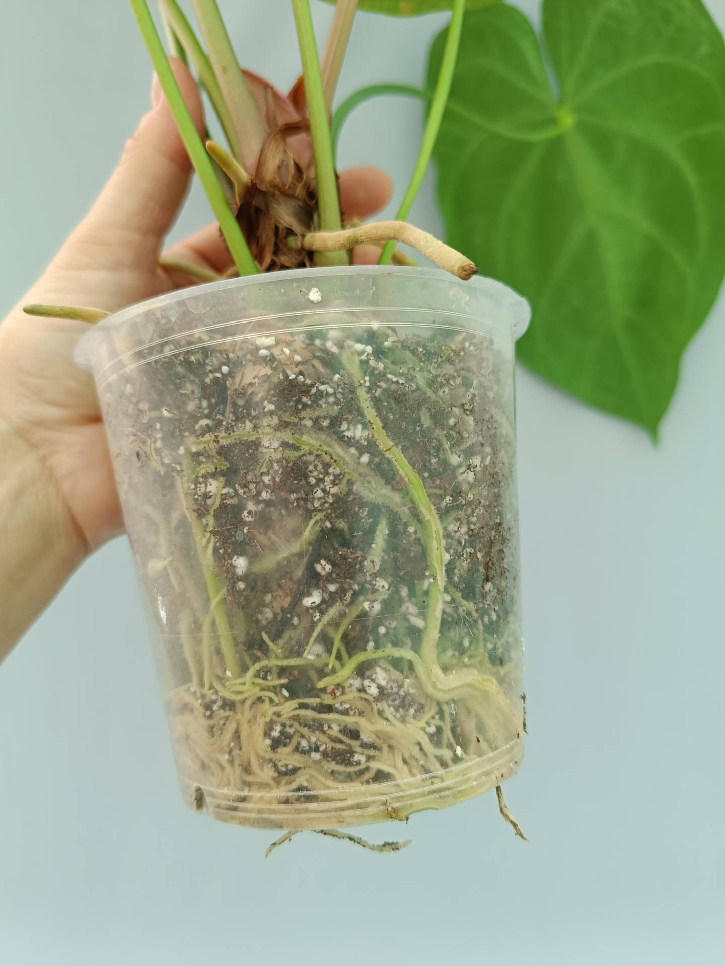 anthurium roots exposed Anthurium Forgetii x Regale