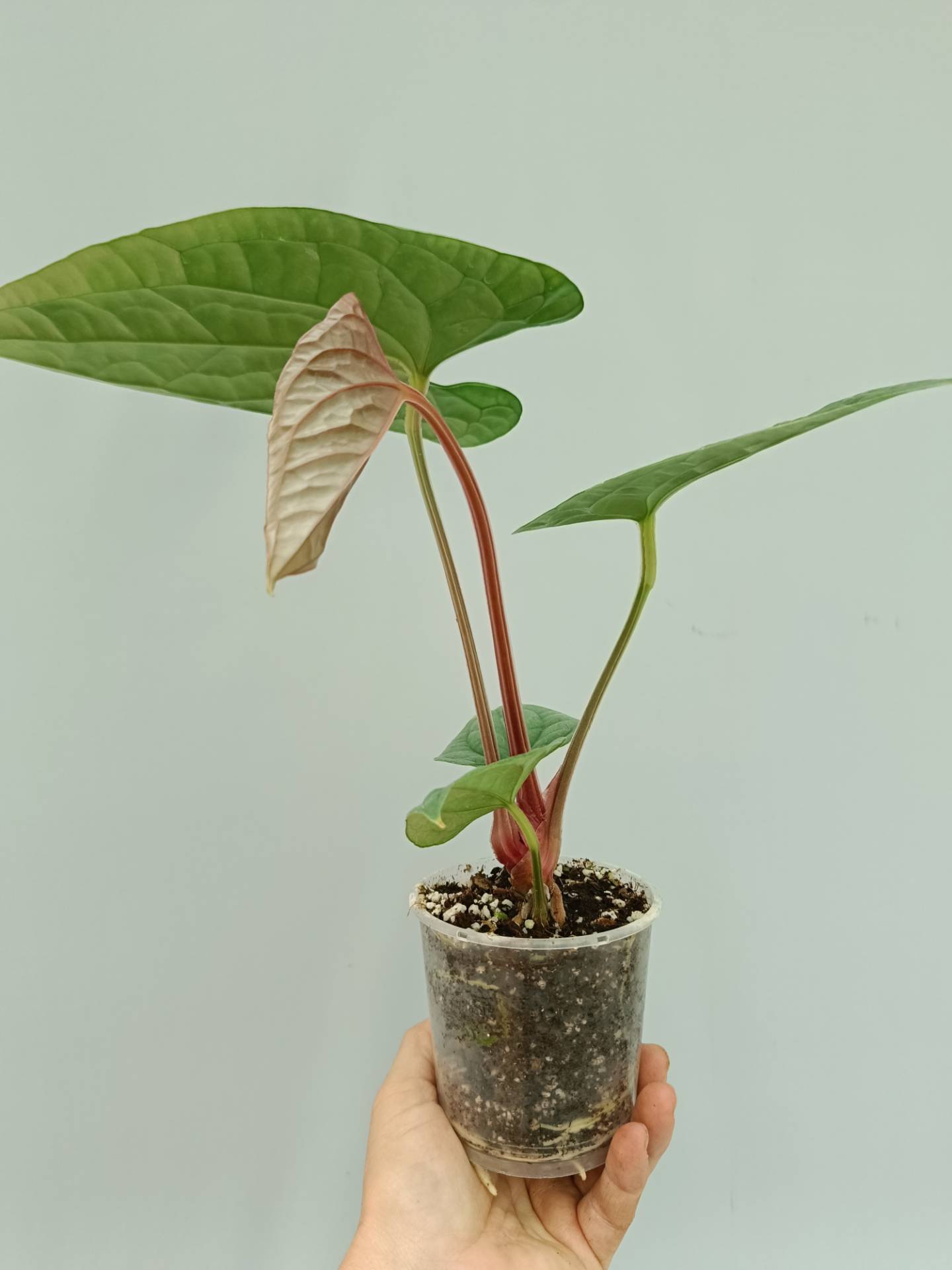 Anthurium Luxurians
