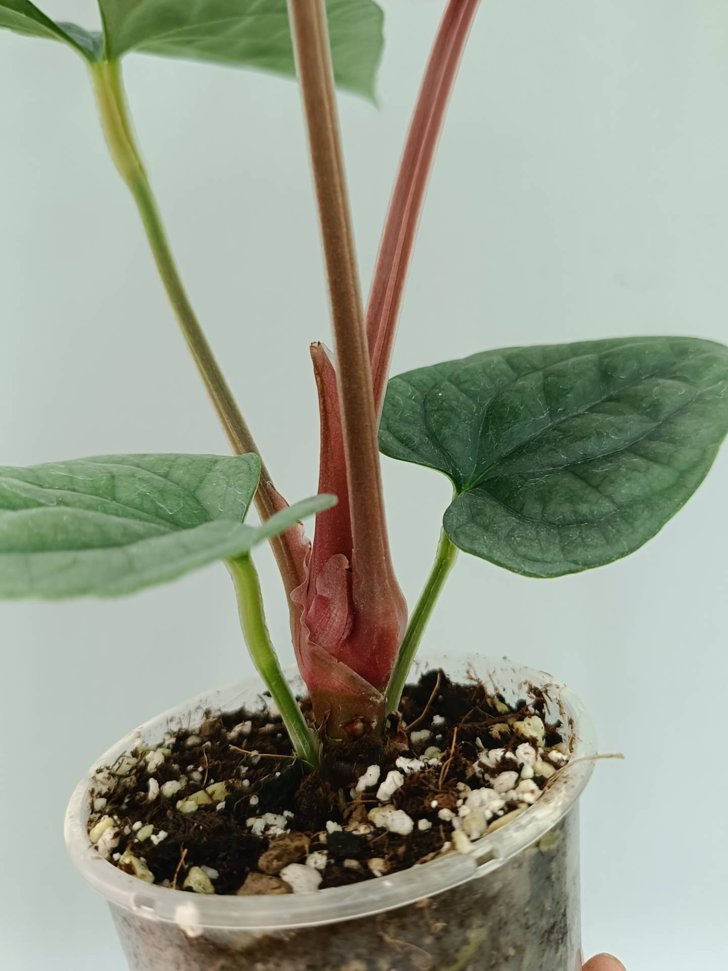Anthurium Luxurians
