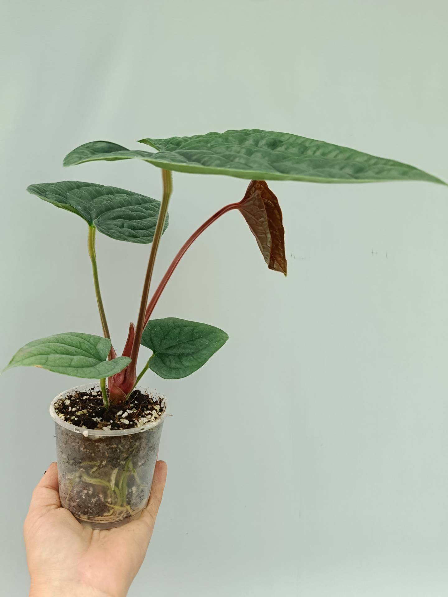 Anthurium Luxurians