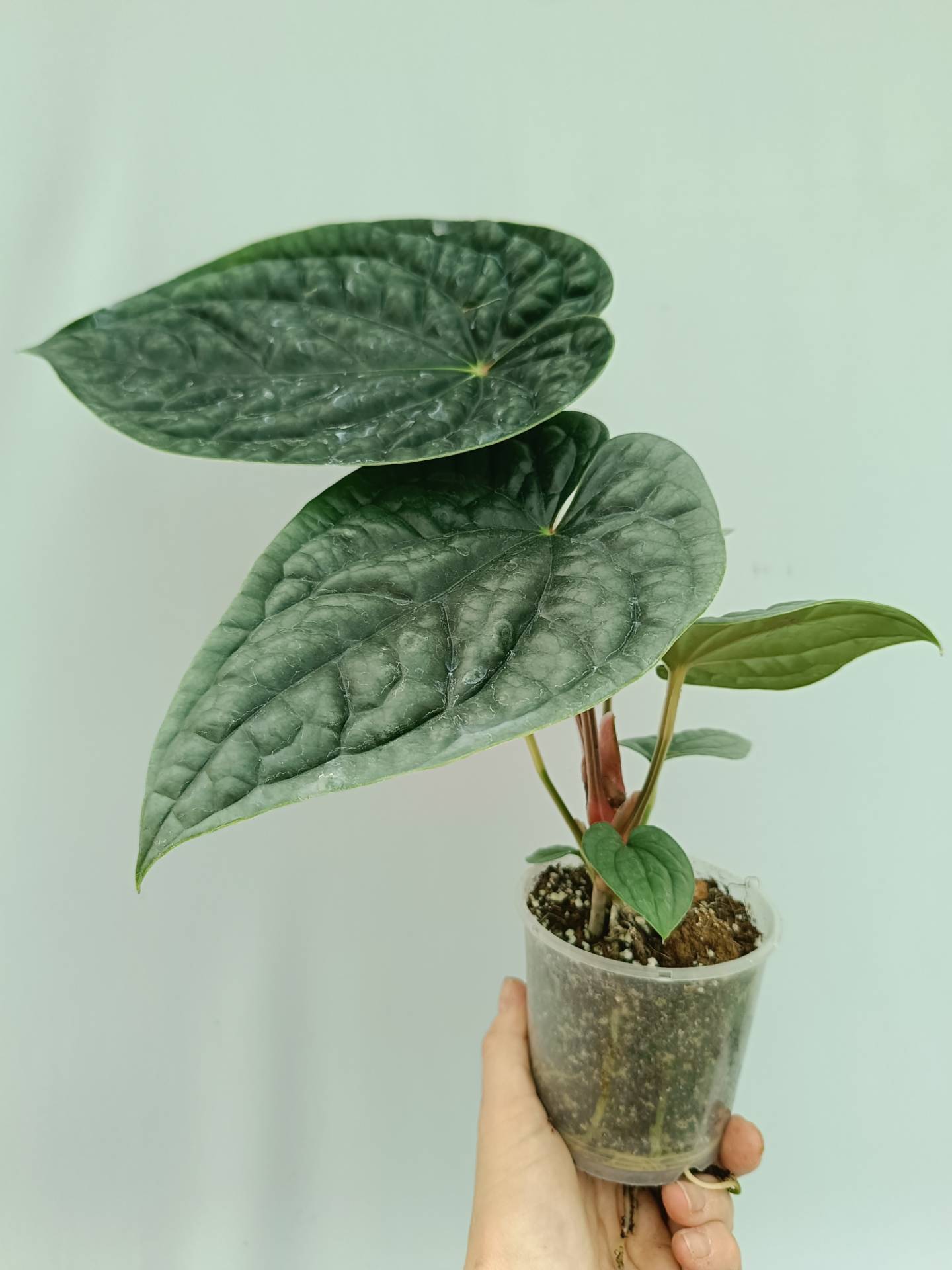 Anthurium Luxurians | Welovetropicalplants