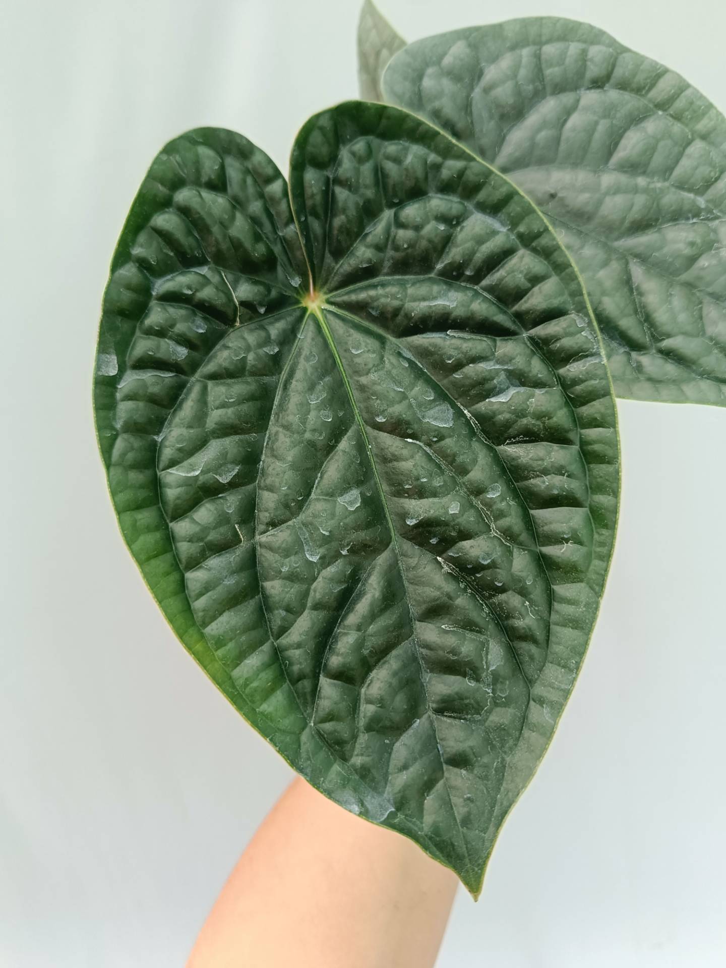 Anthurium Luxurians