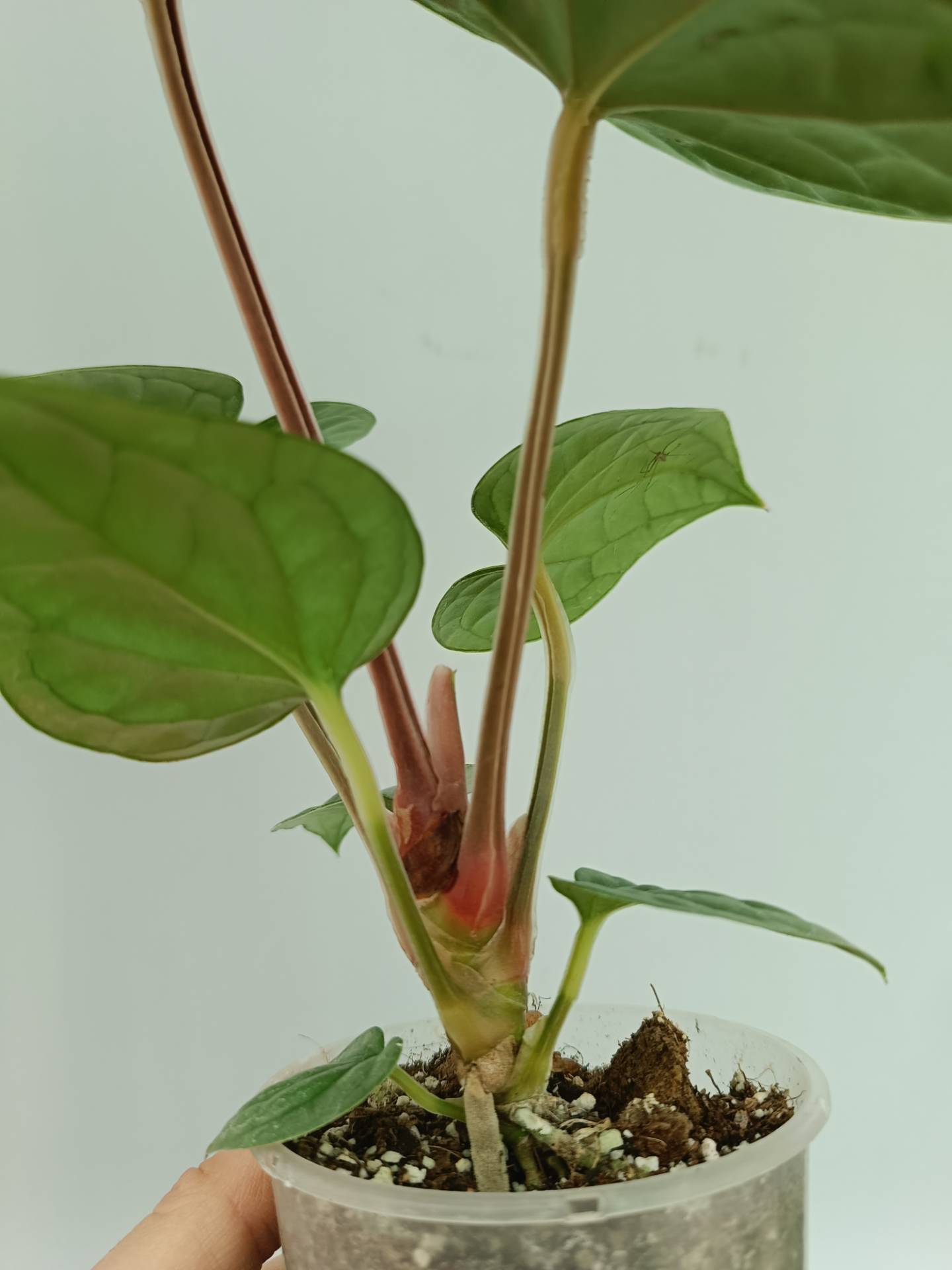Anthurium Luxurians | Welovetropicalplants