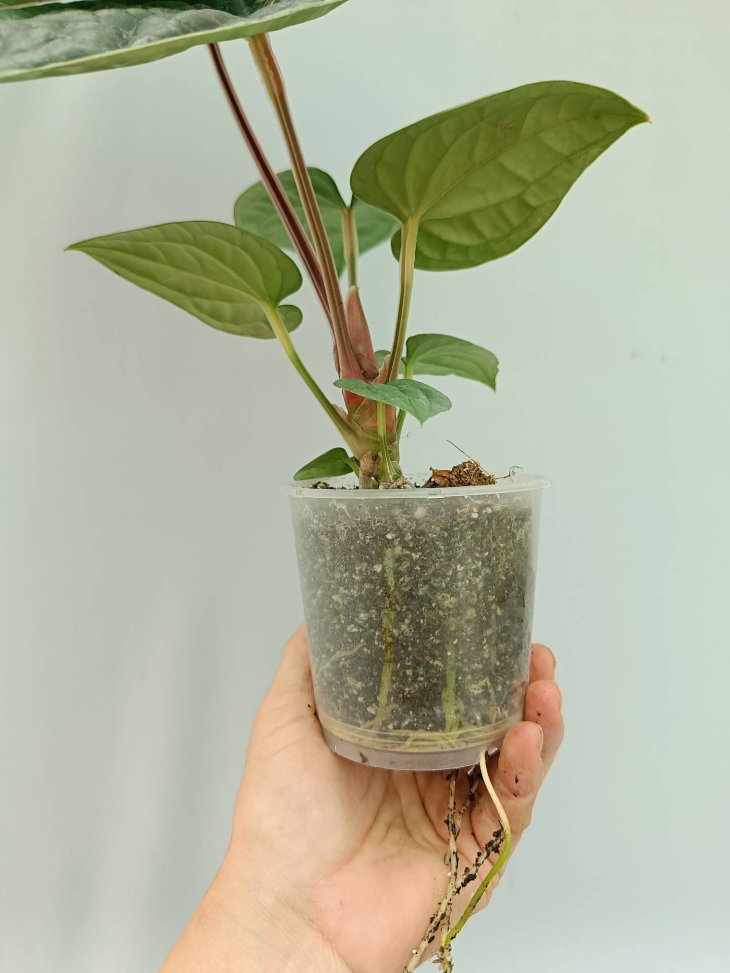 高さ47cm程 安心の大株 Anthurium Luxurians ハイブリッド Anthurium Jungle Giant x luxurians – Carnivero