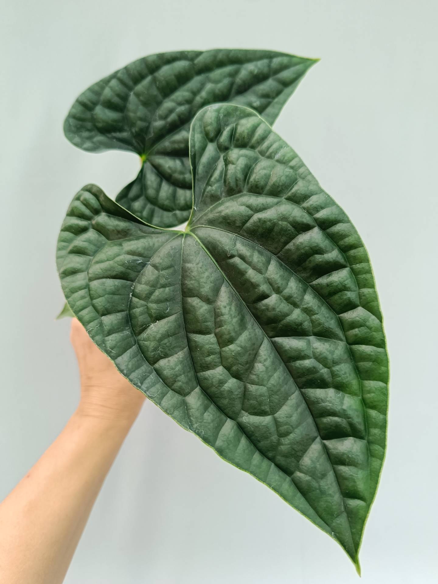 Anthurium Luxurians